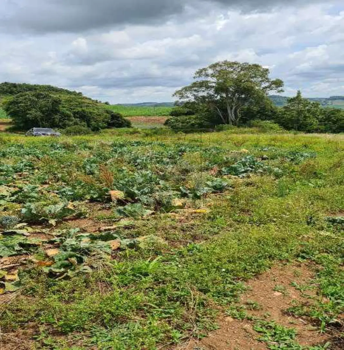 LOTE 001 - IMOVEL - UMA GLEBA DE TERRAS, constituída de parte do lote rural nº 3, da Linha Anita Garibaldi, neste Município, com a área de 157.300,00m², sem benfeitorias, confrontando ao NORTE, por 97,00m, com o travessão de frente; ao SUL, por 187,00m, com parte do mesmo lote 03, de Genor Pasolini, ao LESTE, lado formado por três segmentos de reta: o primeiro, partindo da extremidade leste da confrontação sul, deflete para o norte por 701,6993m, onde confronta com o lote rural nº 01, da mesma Linha, de Névio Boccalon e outro, o segundo, a partir do primeiro, deflete para o oeste, por 90,00m, ao fim dos quais deflete para o norte, por 268,889m, confrontando nestes dois segmentos com parte do mesmo lote nº 03, de Nelvino Bocalon; e, ao OESTE, por 970,5883m, confronta com parte do mesmo lote no 03, de Affonso Bocalon e de Nelvino Bocalon, conforme Av. 02-299 do R.I. de Nova Bassano RS.