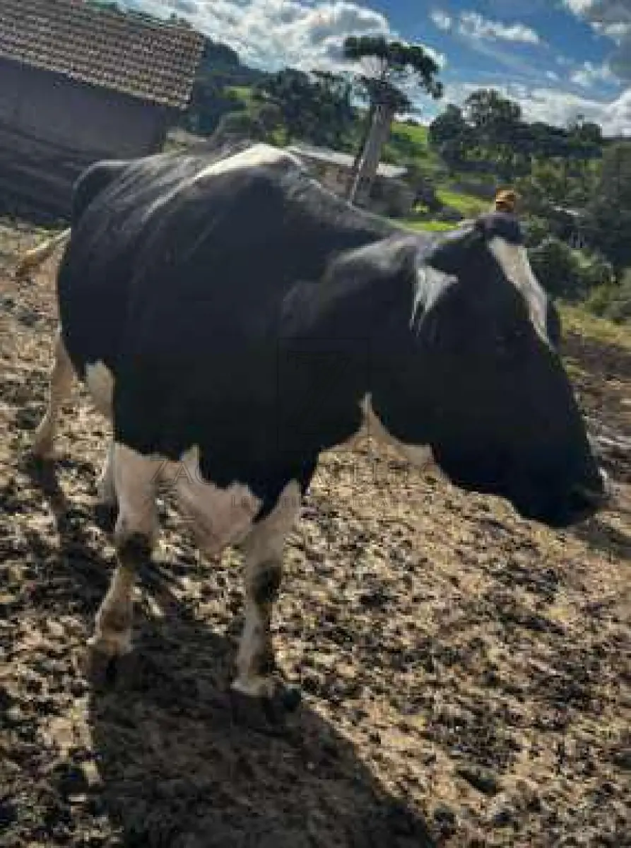 LOTE 007 - 3 vacas leiteiras, identificadas pelos brincos A299, 8427 e 8450, semovente A299: vaca leiteira  aparentemente da raça Jersey, com idade acima de cinco anos, com uma das unidades glandulares  mamárias sem funcionamento, comprometendo a produção de leite; semovente 8427: vaca leiteira da raça  Holandesa, com idade acima de cinco anos, com uma das unidades glandulares mamárias sem  funcionamento, comprometendo a produção de leite e semovente 8450: vaca leiteira da raça Holandesa,  com idade acima de cinco anos, sem capacidade de gerar bezerros.