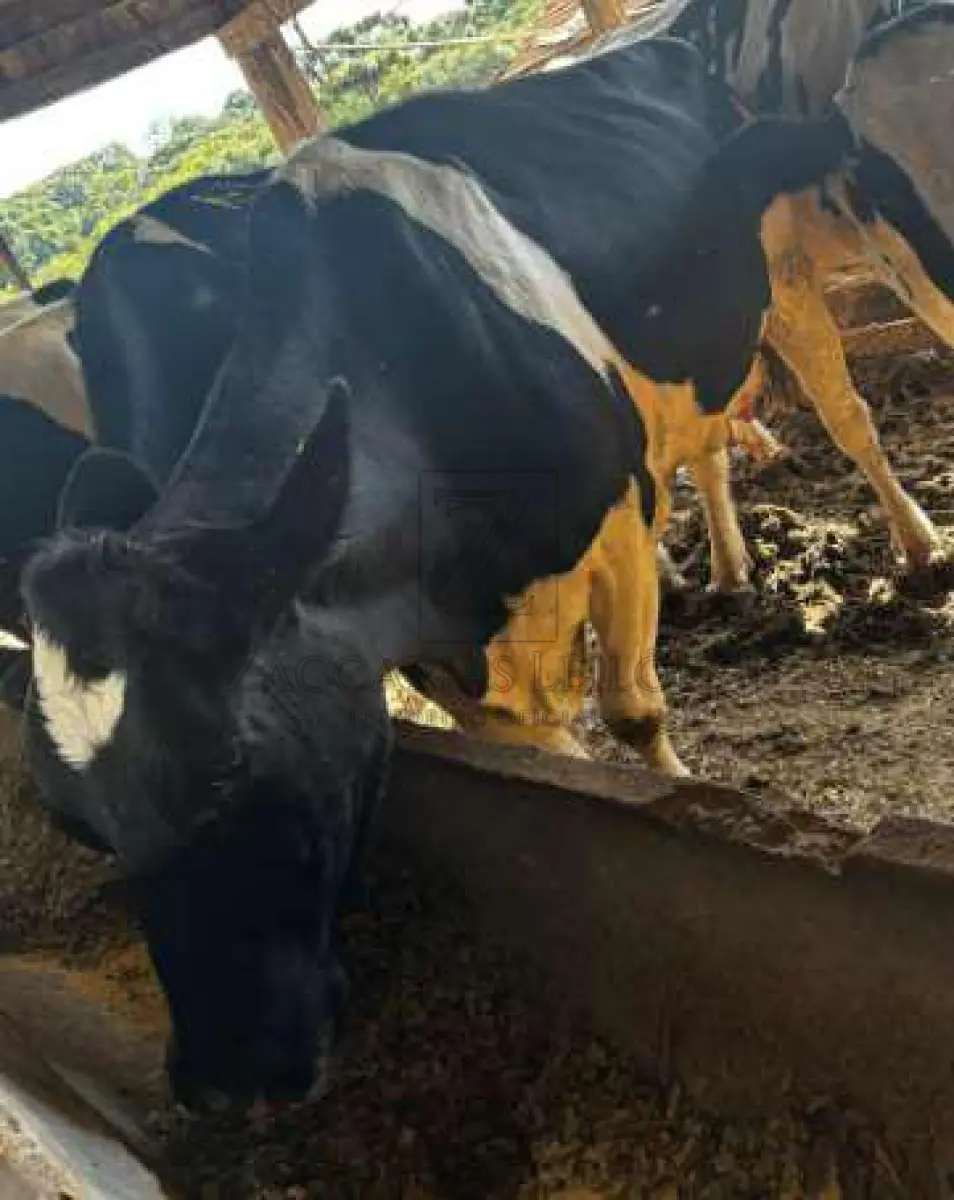 LOTE 007 - 3 vacas leiteiras, identificadas pelos brincos A299, 8427 e 8450, semovente A299: vaca leiteira  aparentemente da raça Jersey, com idade acima de cinco anos, com uma das unidades glandulares  mamárias sem funcionamento, comprometendo a produção de leite; semovente 8427: vaca leiteira da raça  Holandesa, com idade acima de cinco anos, com uma das unidades glandulares mamárias sem  funcionamento, comprometendo a produção de leite e semovente 8450: vaca leiteira da raça Holandesa,  com idade acima de cinco anos, sem capacidade de gerar bezerros.